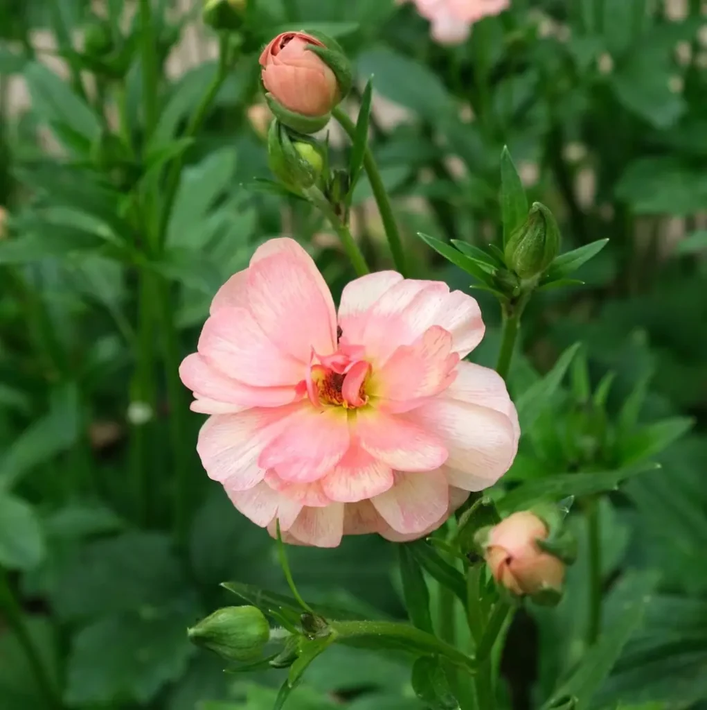 Bluema ferme florale Colmar