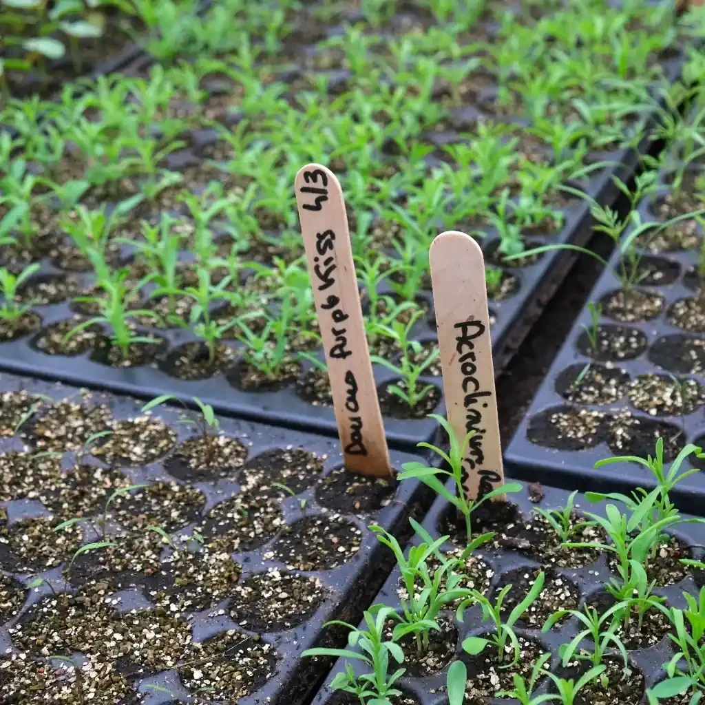 le semis de la ferme florale