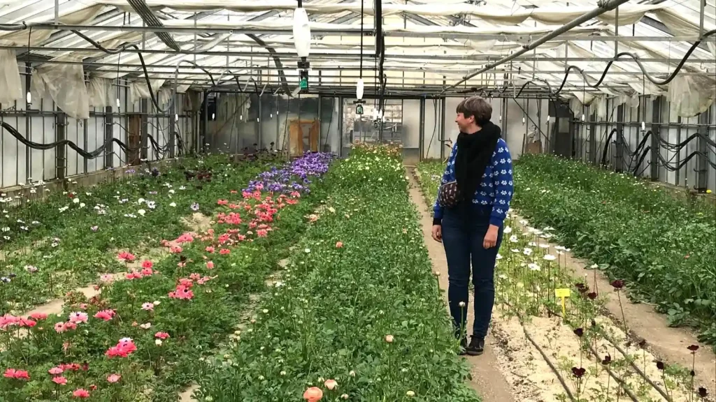 Dans les serres de la ferme florale Bluema à Colmar